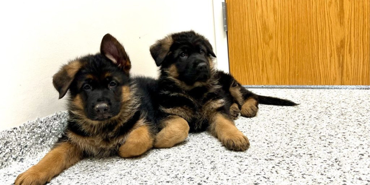 7 Simple Tips To Totally You Into Belgian Shepherd Dog Puppies For Sale Austria