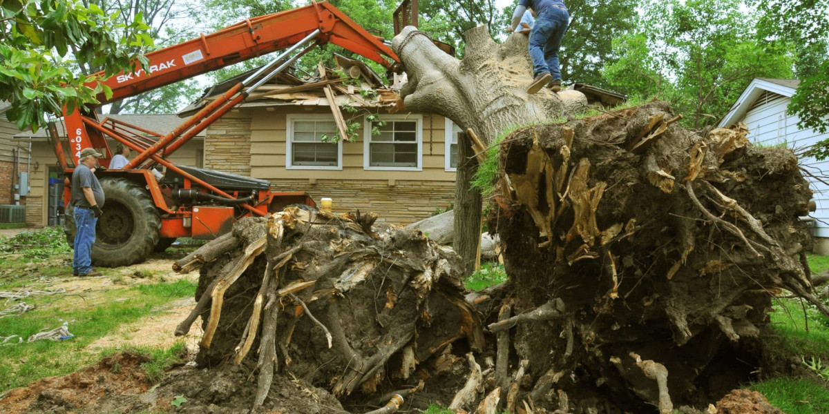 Get the Best Deals with Affordable Tree Service Houston Experts