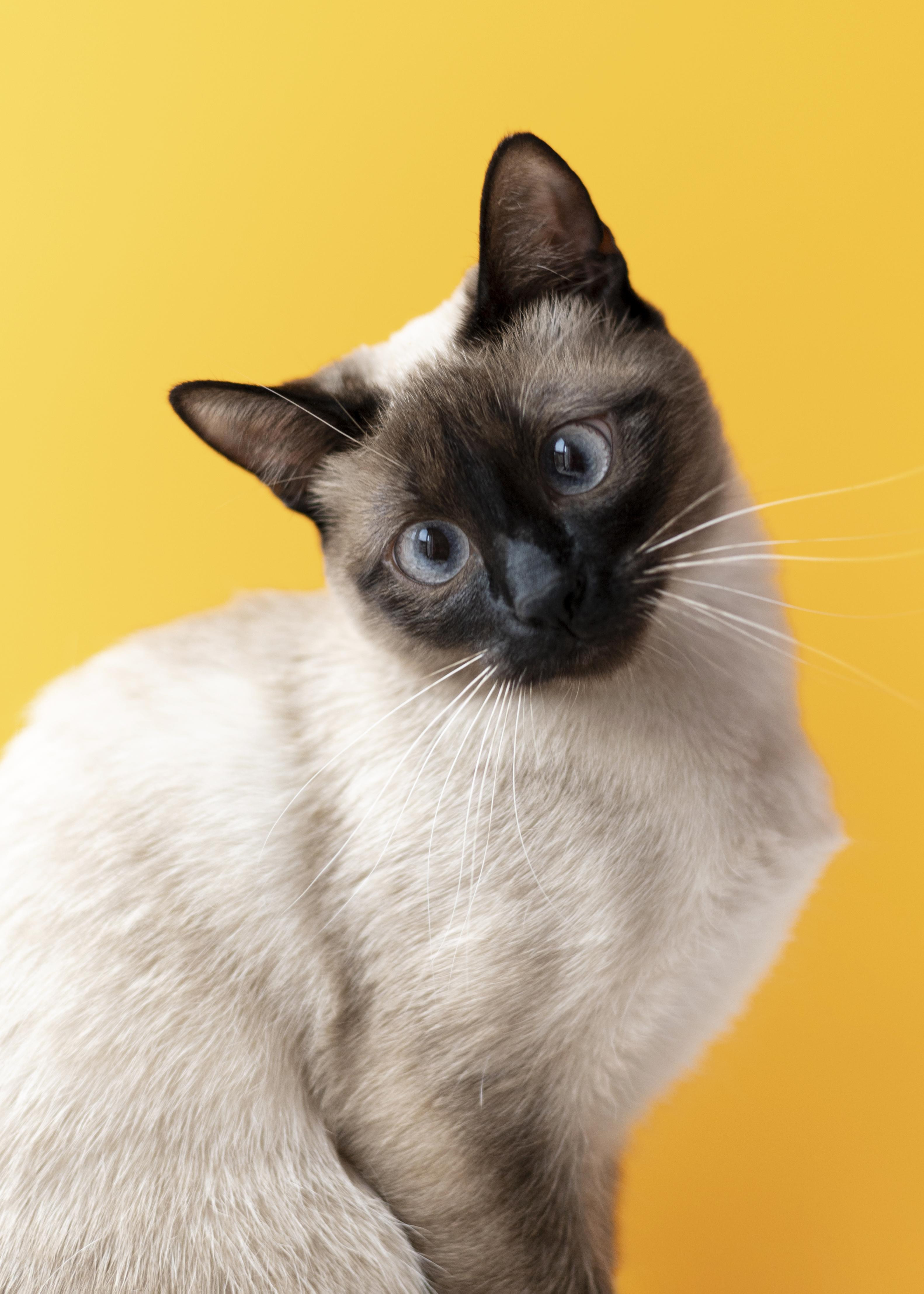 pets info Profile Picture